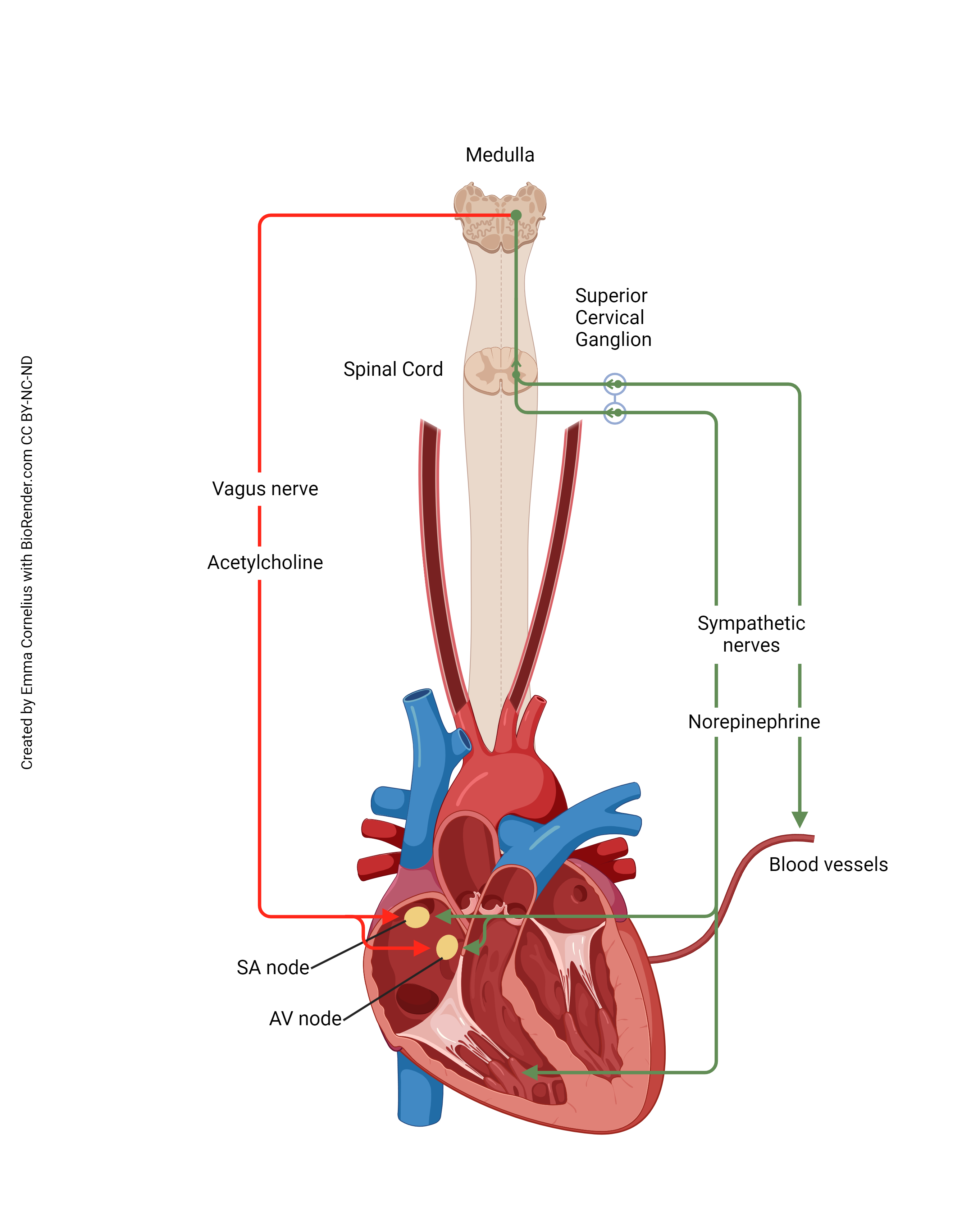 Diagram showing autonomic innervation of the heart.