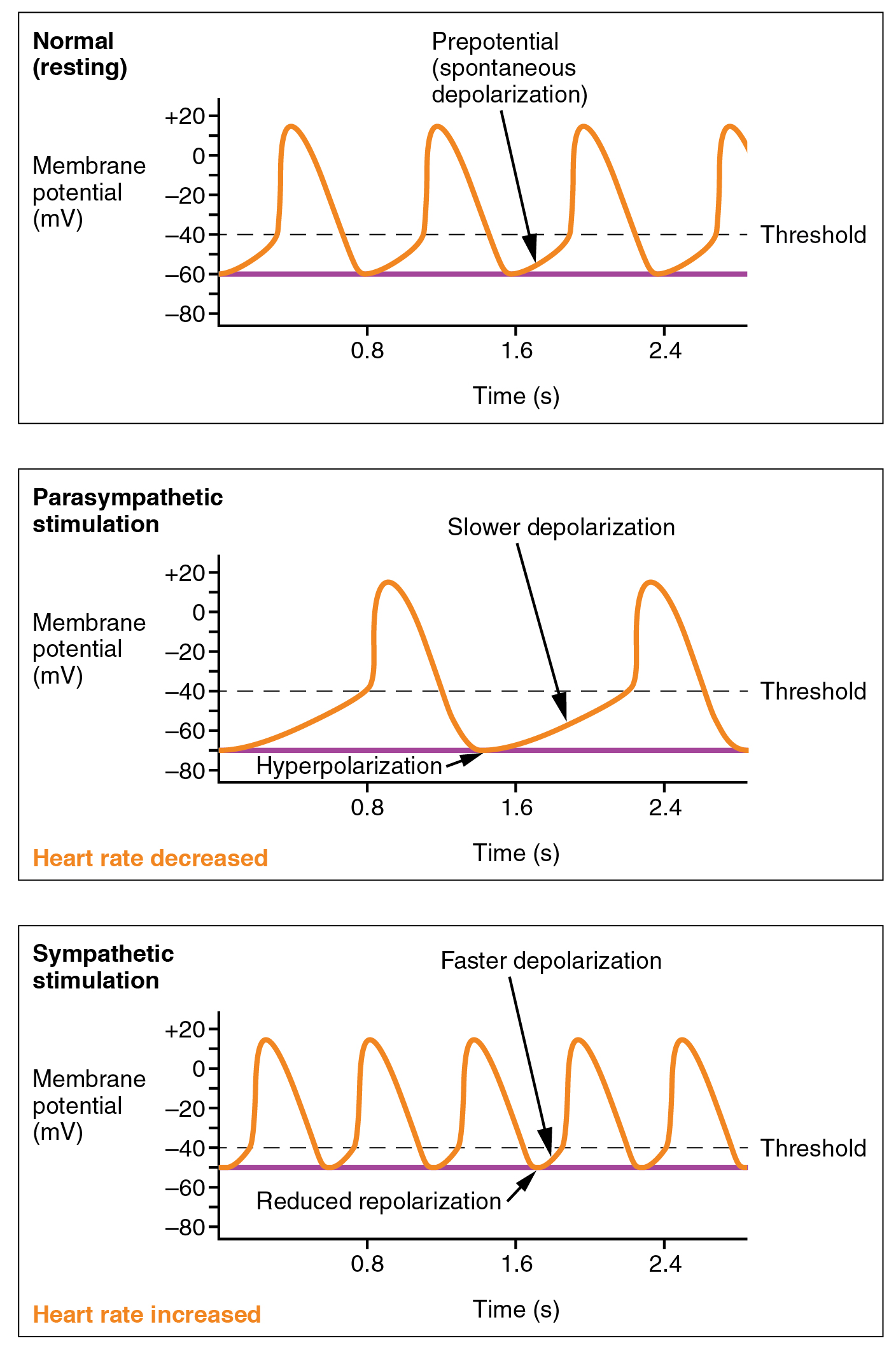 Diagram showing how autonomic innervation affects pacemaker activity.