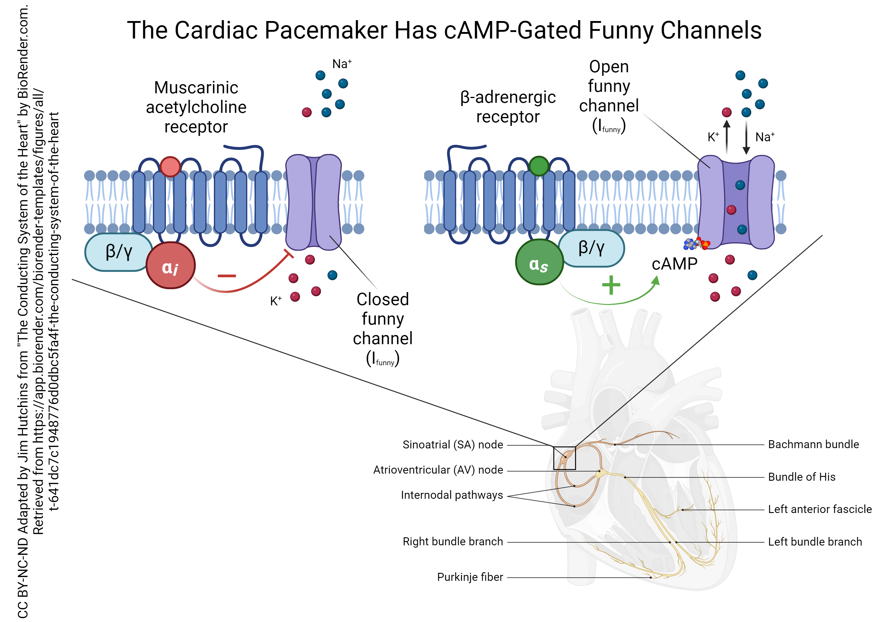 Diagram showing how muscarinic acetylcholine receptors close the funny sodium channel and how beta-adrenergic receptors open the funny sodium channel.