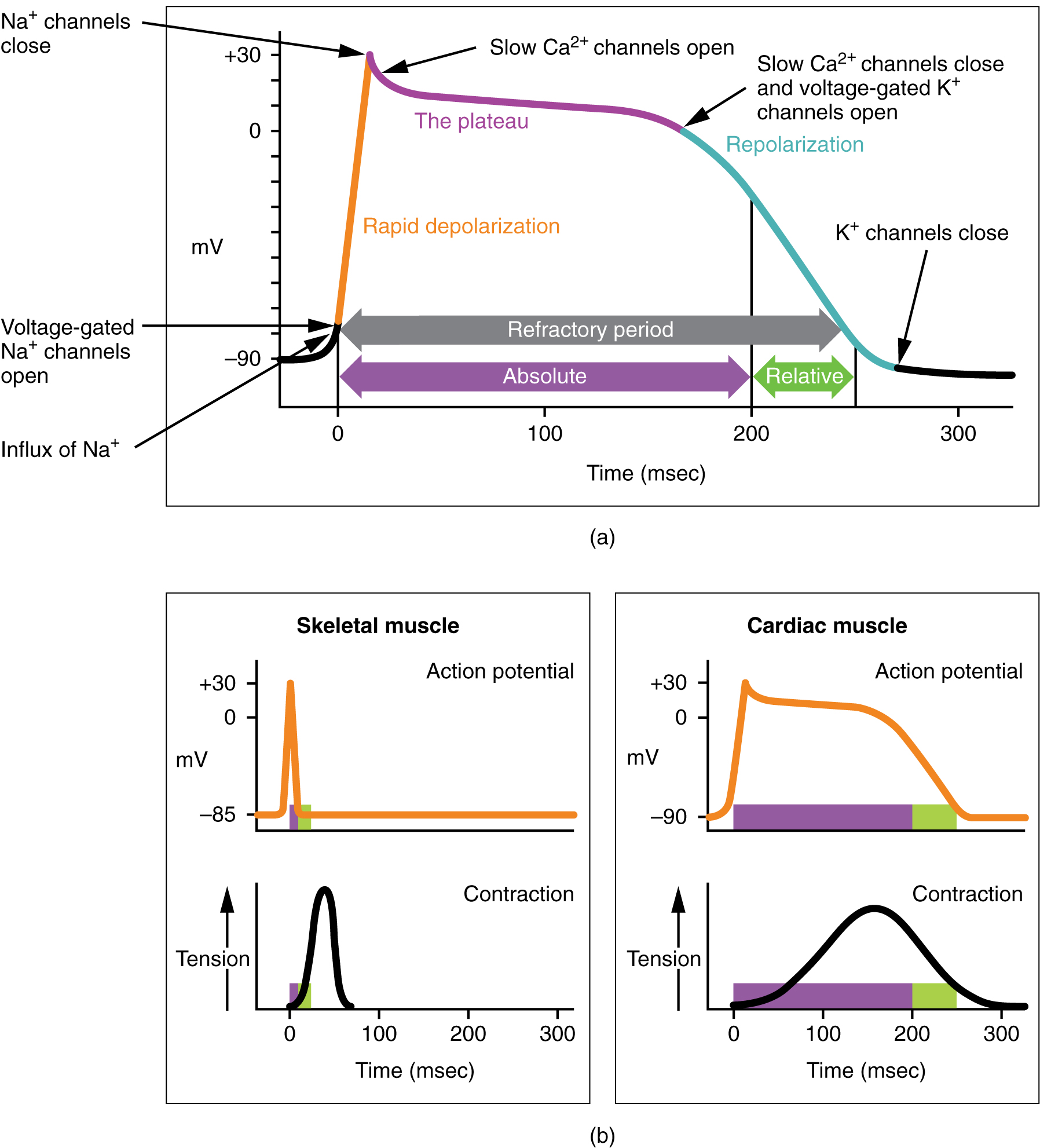 Diagram of the cardiac action potential.