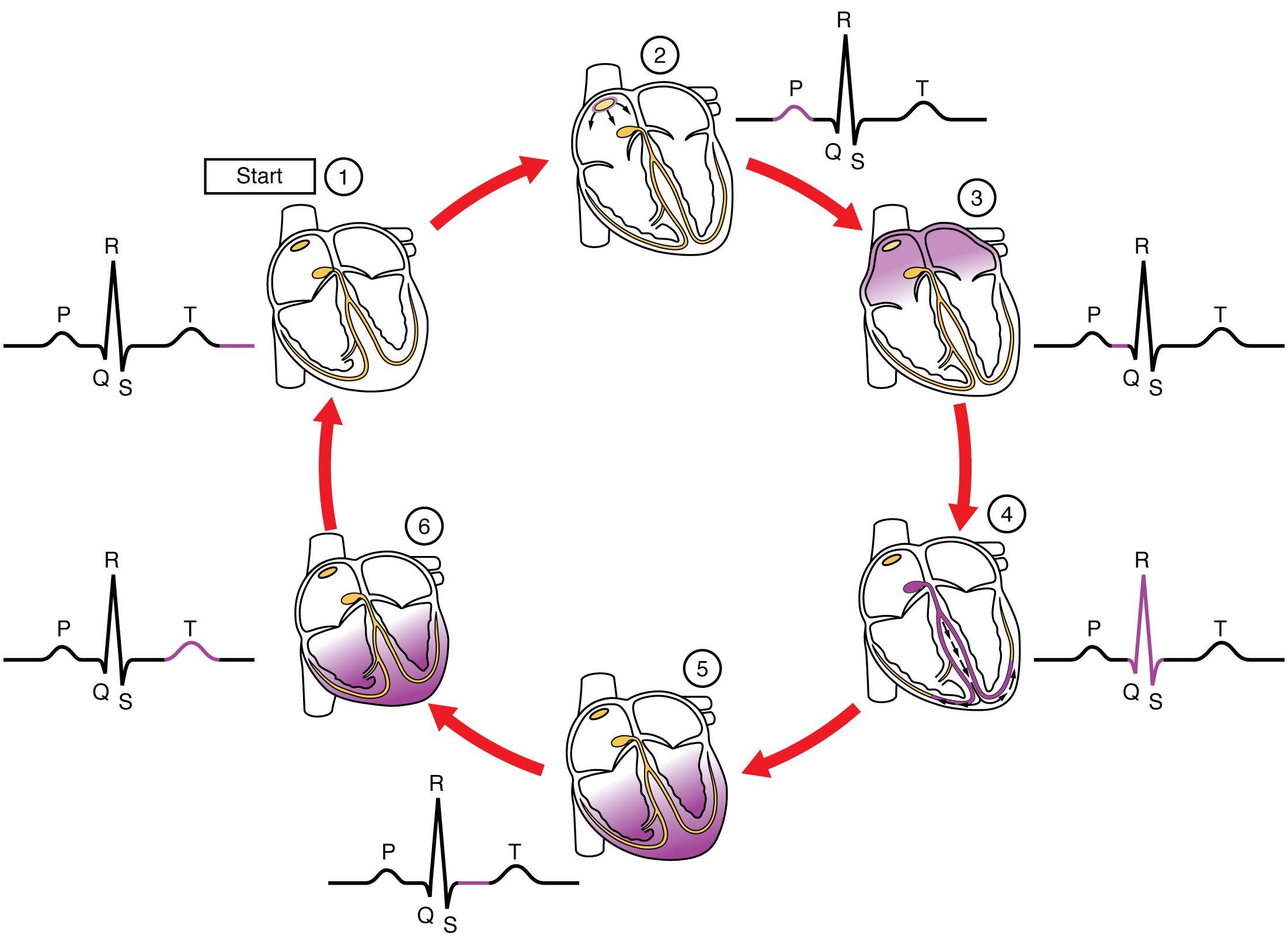 Diagram of the cardiac cycle correlated with the ECG.