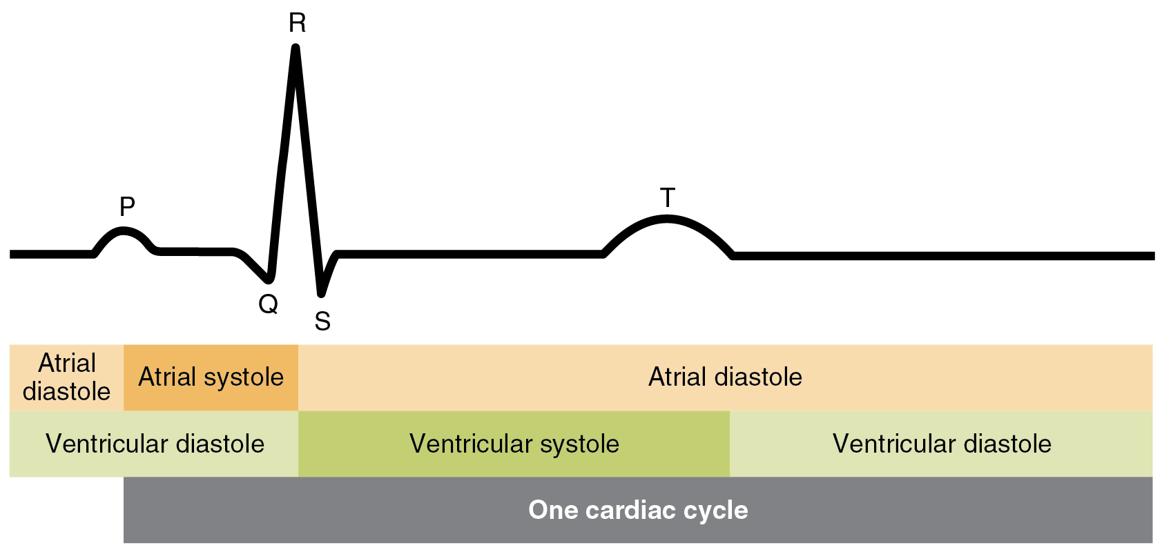 A diagram correlating the cardiac cycle with an ECG trace.