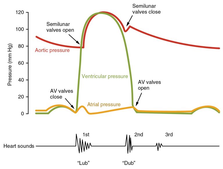 The Cardiac Cycle | Measuring and Managing the Output of the Heart ...