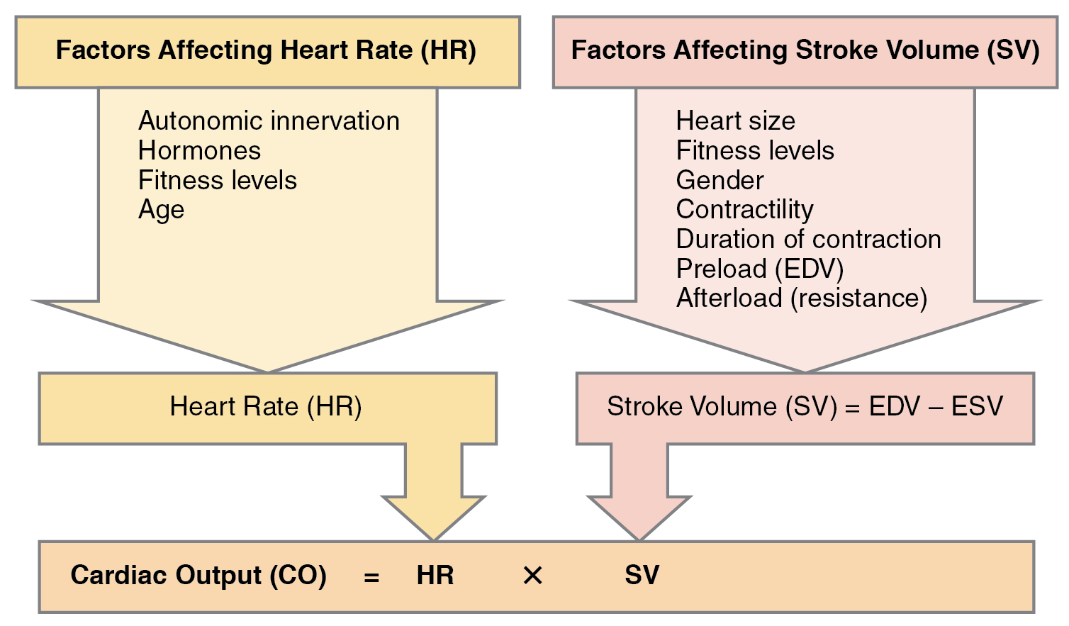 Chart showing factors contributing to cardiac output.