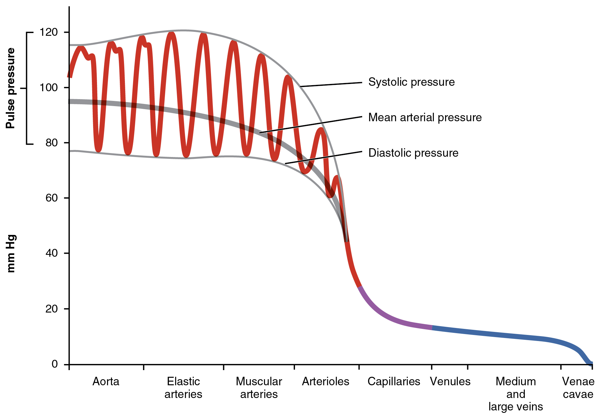 Graph showing the pressure in various parts of the systemic circuit.