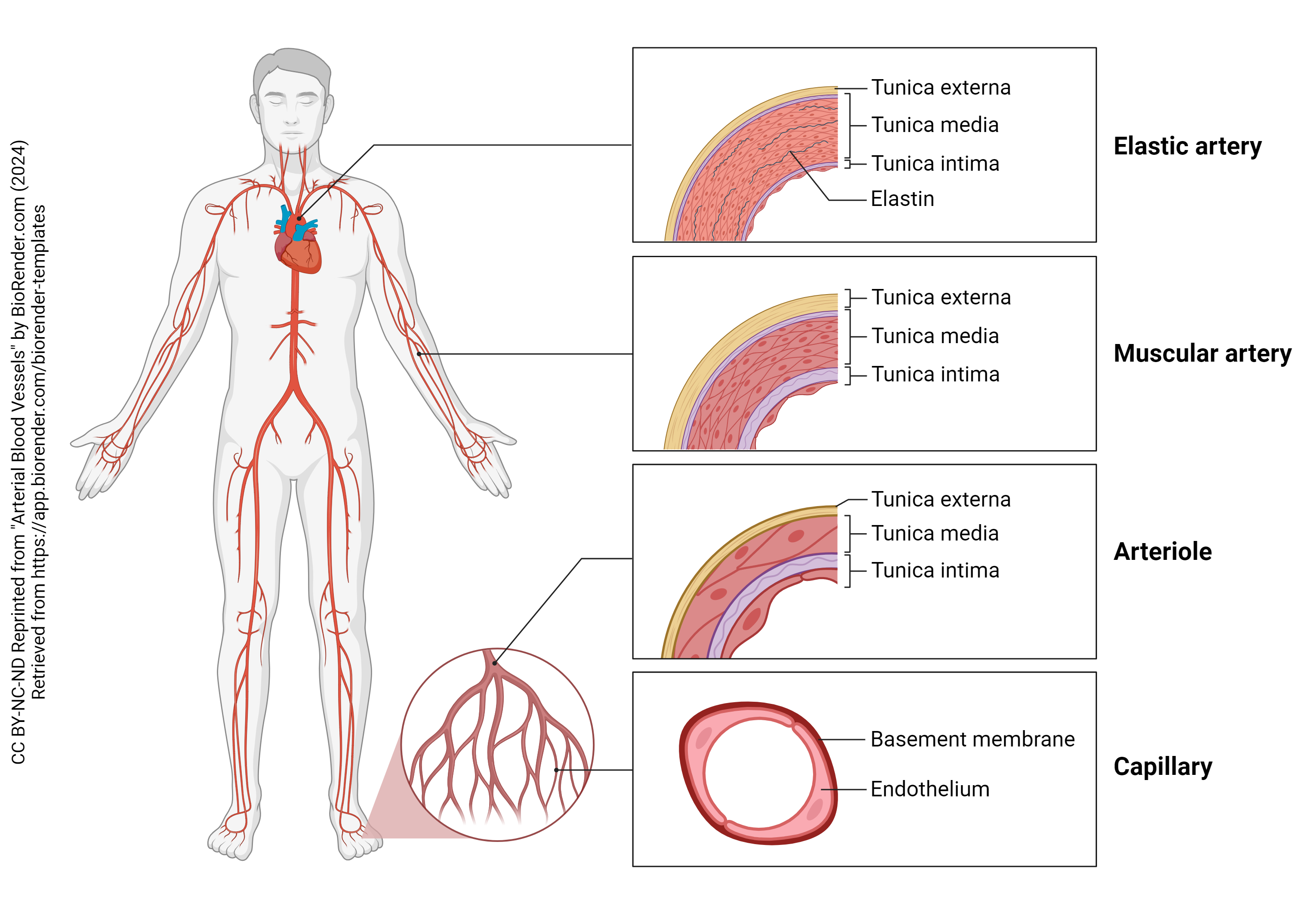 Diagram showing how the microscopic structure of arteries changes in different parts the arterial tree.