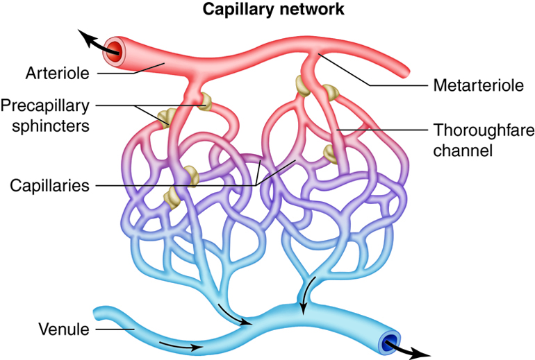 Diagram showing the structure of a capillary network and the structures which regulate flow through the network.