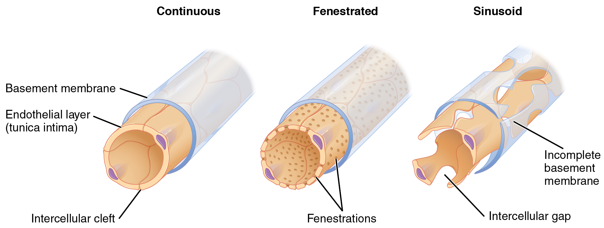 Diagram showing different types of capillary walls.