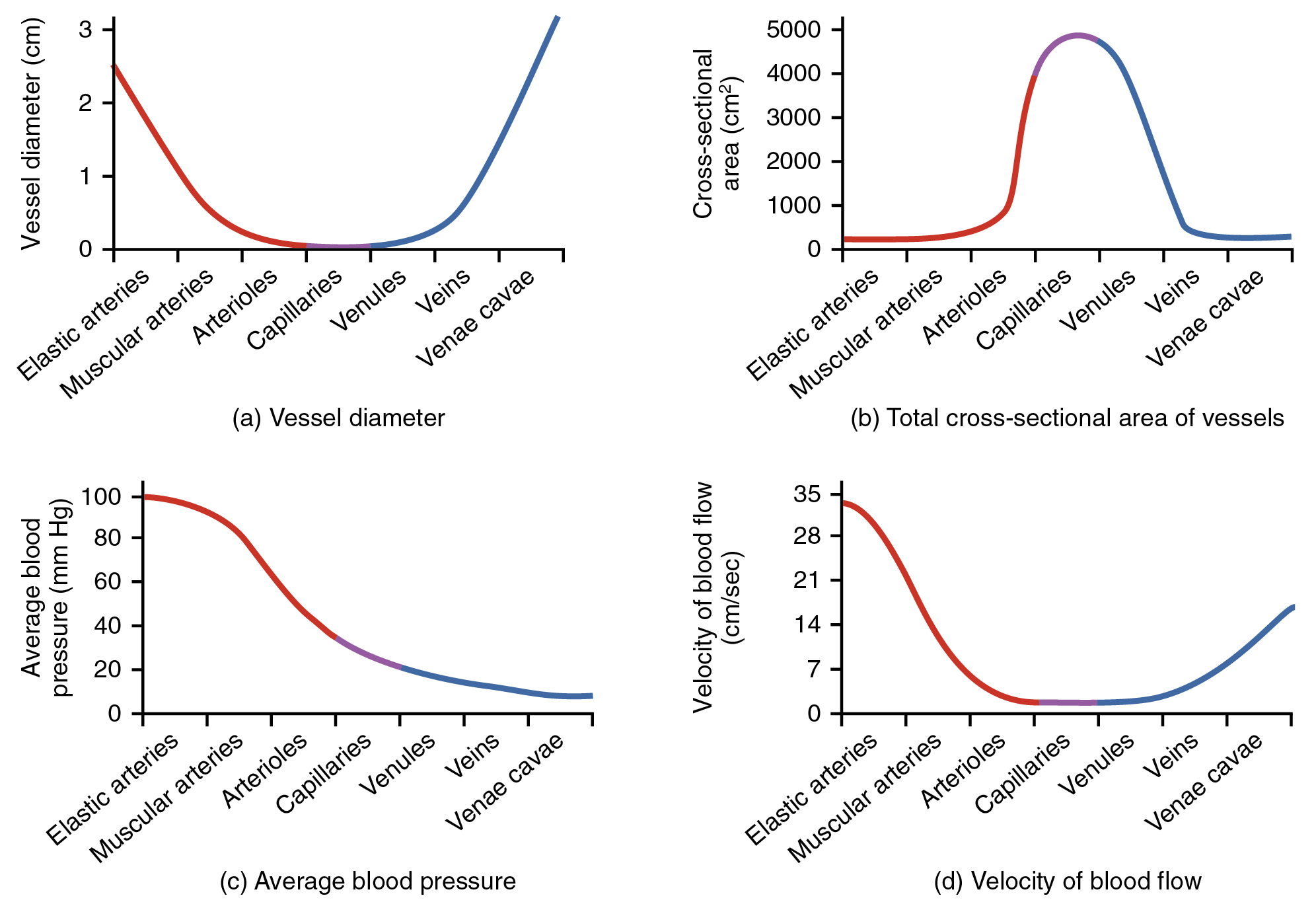 Graphs comparing several parameters of blood vessels in different parts of the systemic circulation: vessel diameter; total cross-sectional area; blood pressure; and flow velocity.