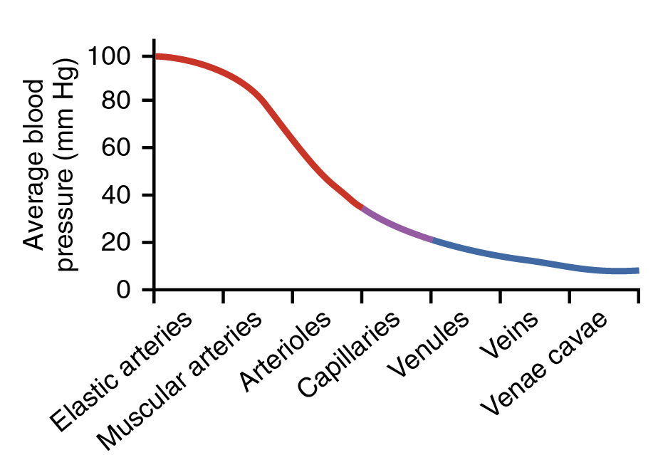 Graph showing the blood pressure at various places in the systemic circuit.