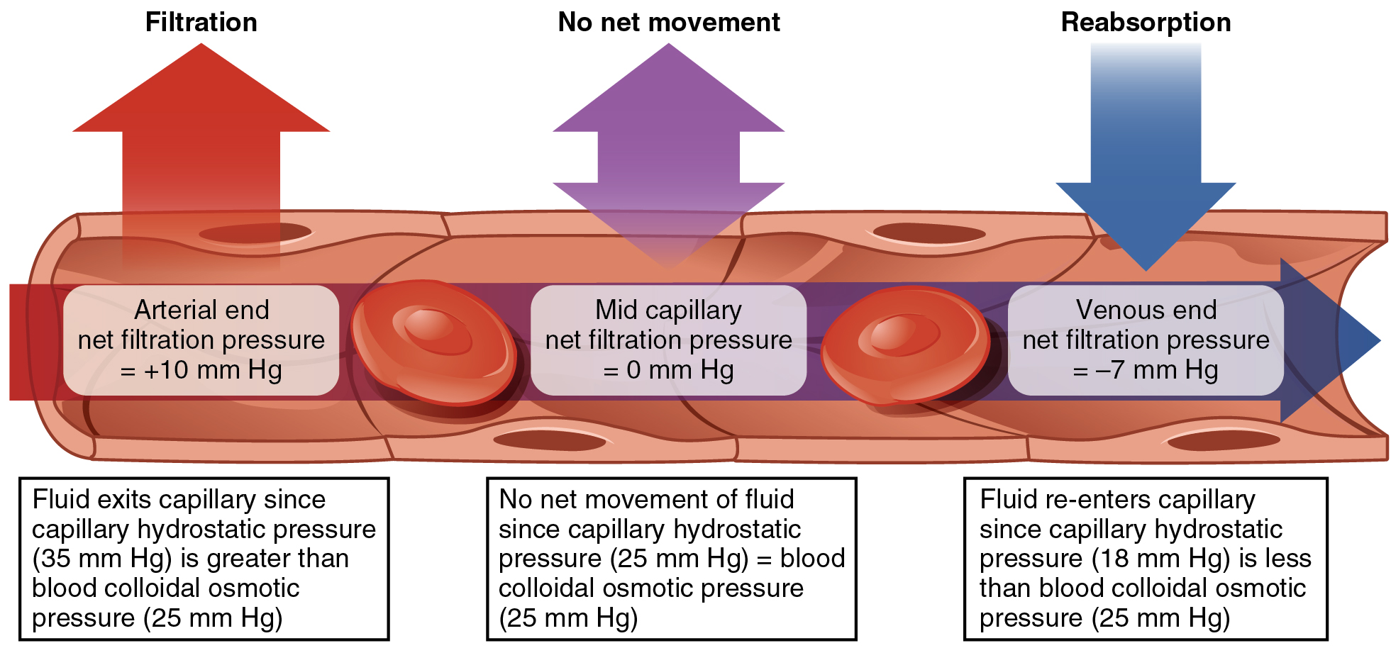 Diagram illustrating how Starling's Law of the Capillary applies to filtration and reabsorption of materials from the extracellular fluid surrounding capillaries.