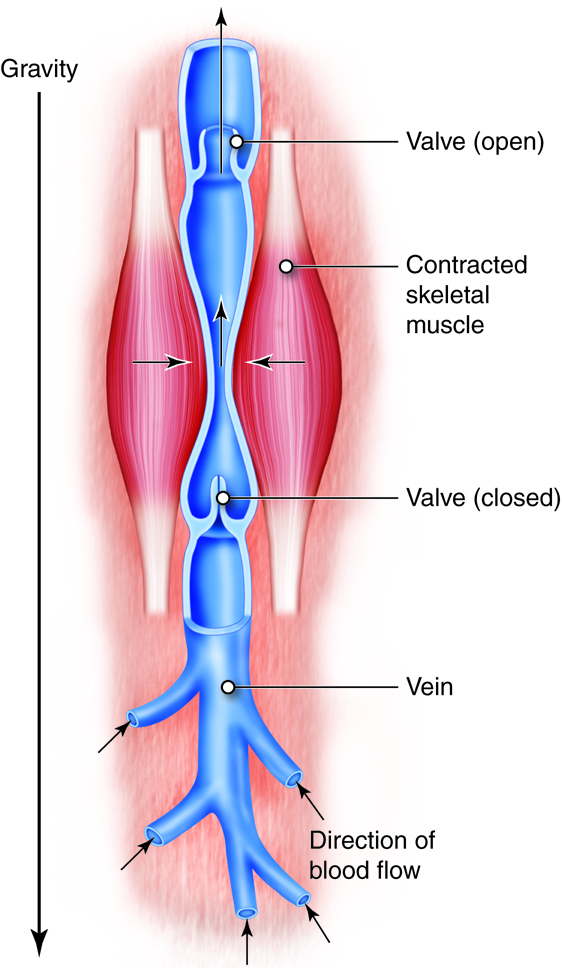 Diagram showing the structure of valves in veins as well as the pumping action of the surrounding skeletal muscle.