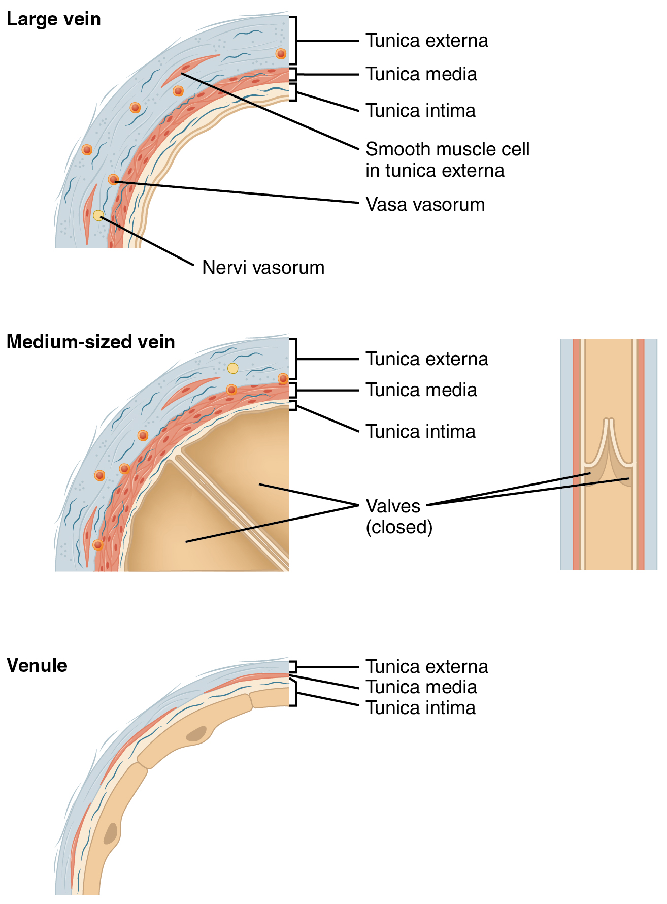 Diagram showing the microscopic structure of veins.