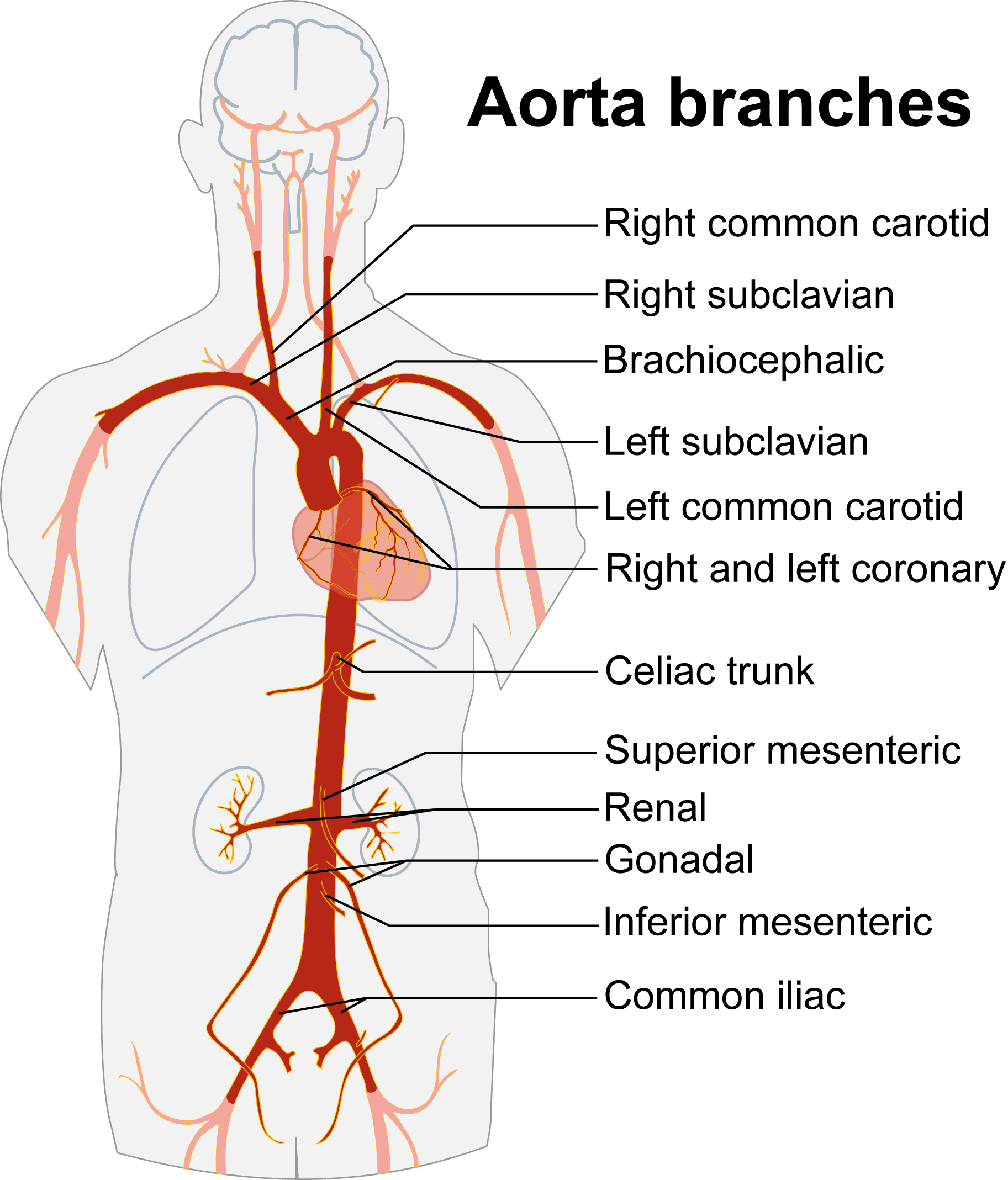 Diagram showing the branches of the aorta throughout its course.