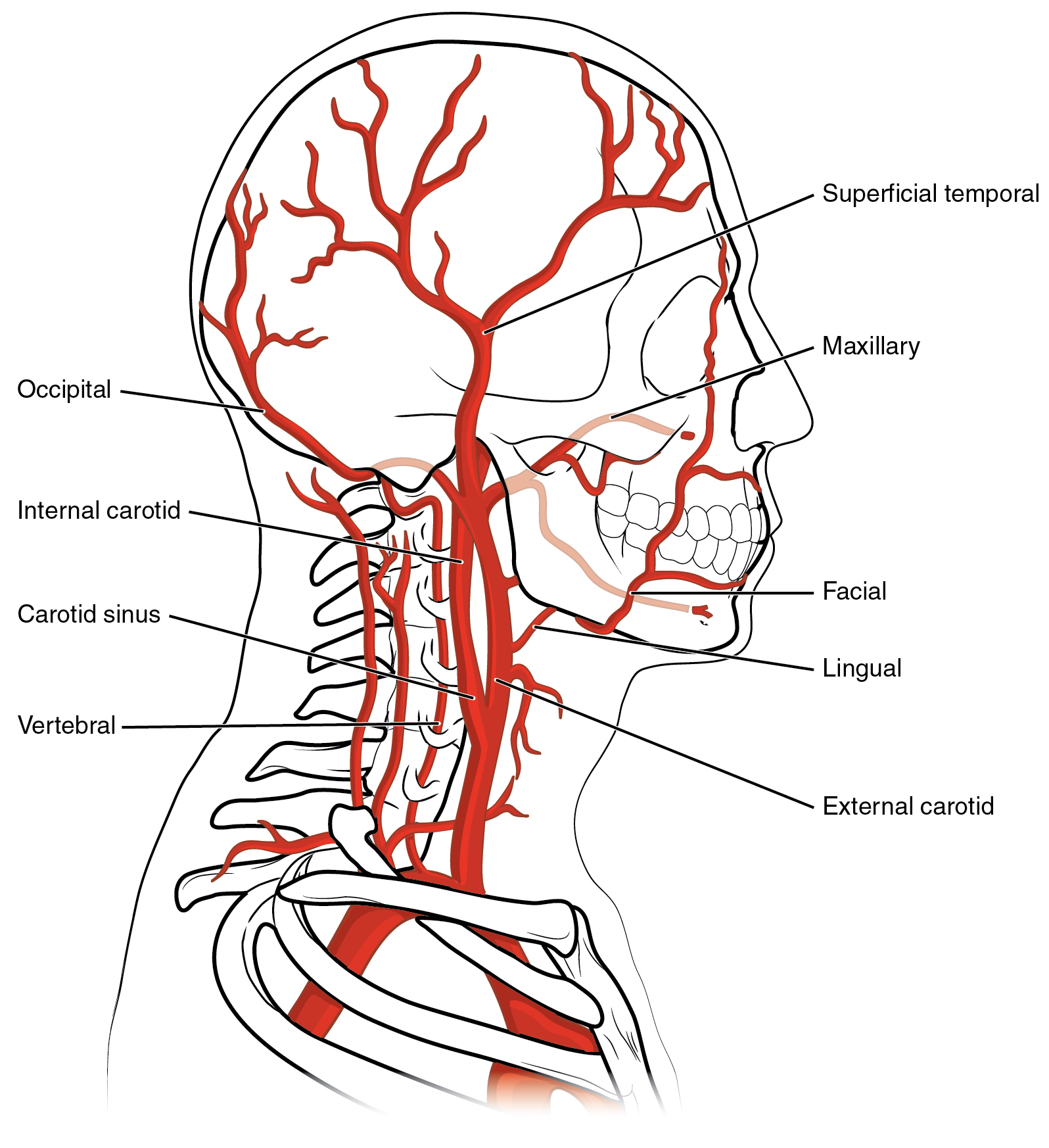 Diagram showing the arteries of the head and neck.