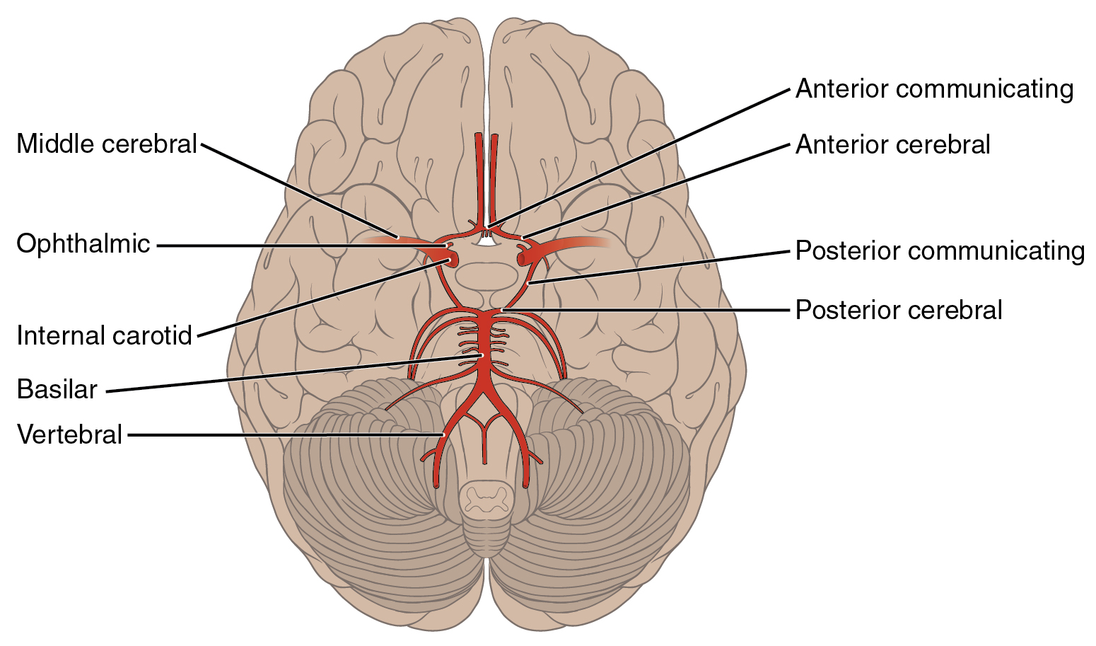 A diagram showing the arteries on the inferior surface of the brain.