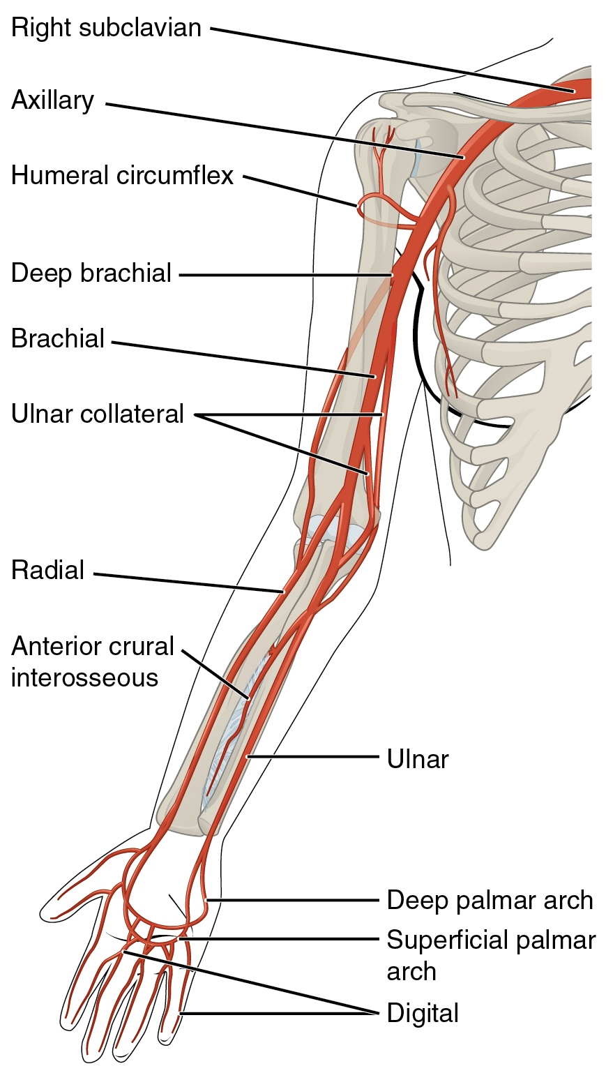 Diagram showing the arteries of the upper extremity.