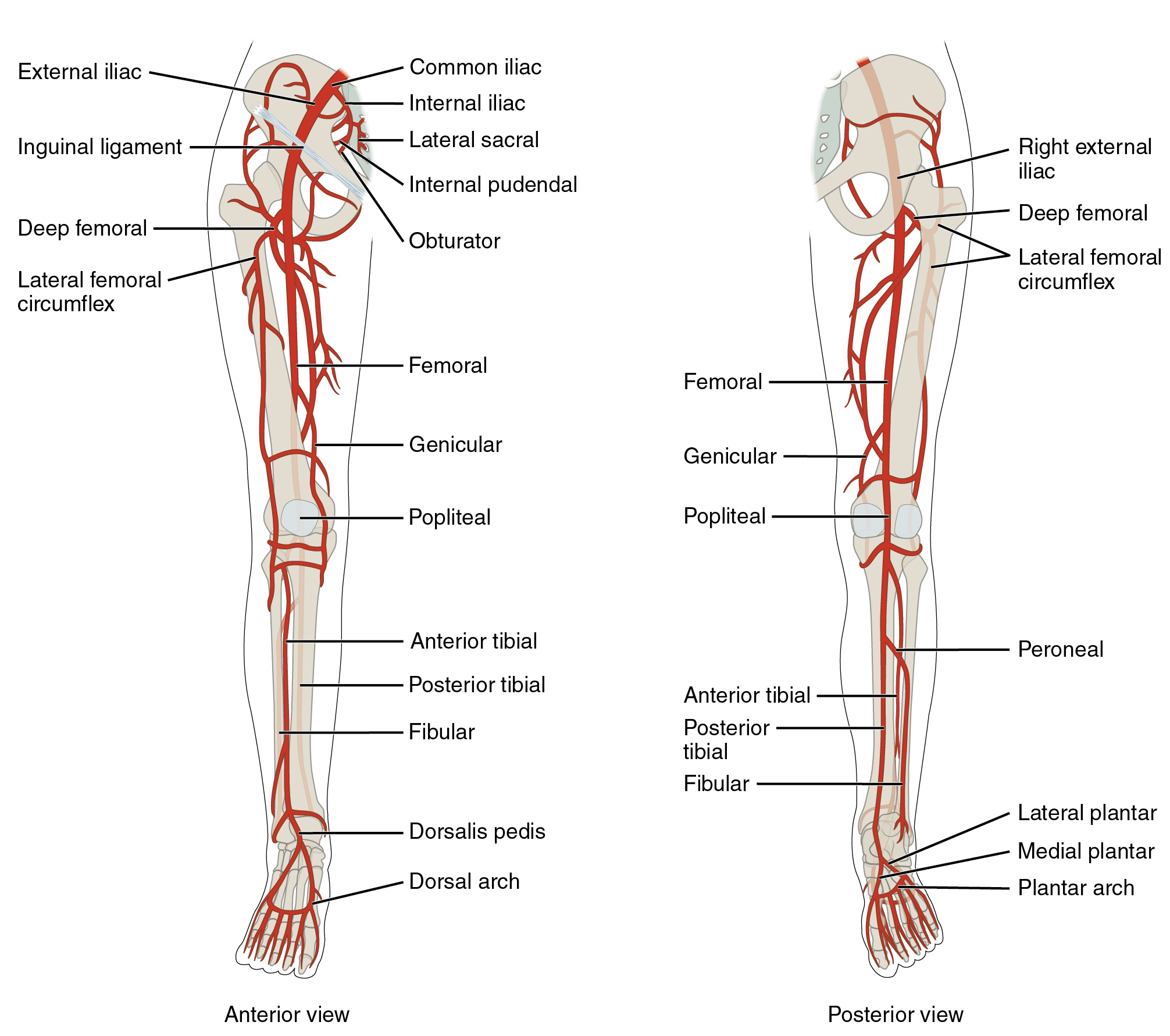 Diagram showing the arteries of the lower extremity.