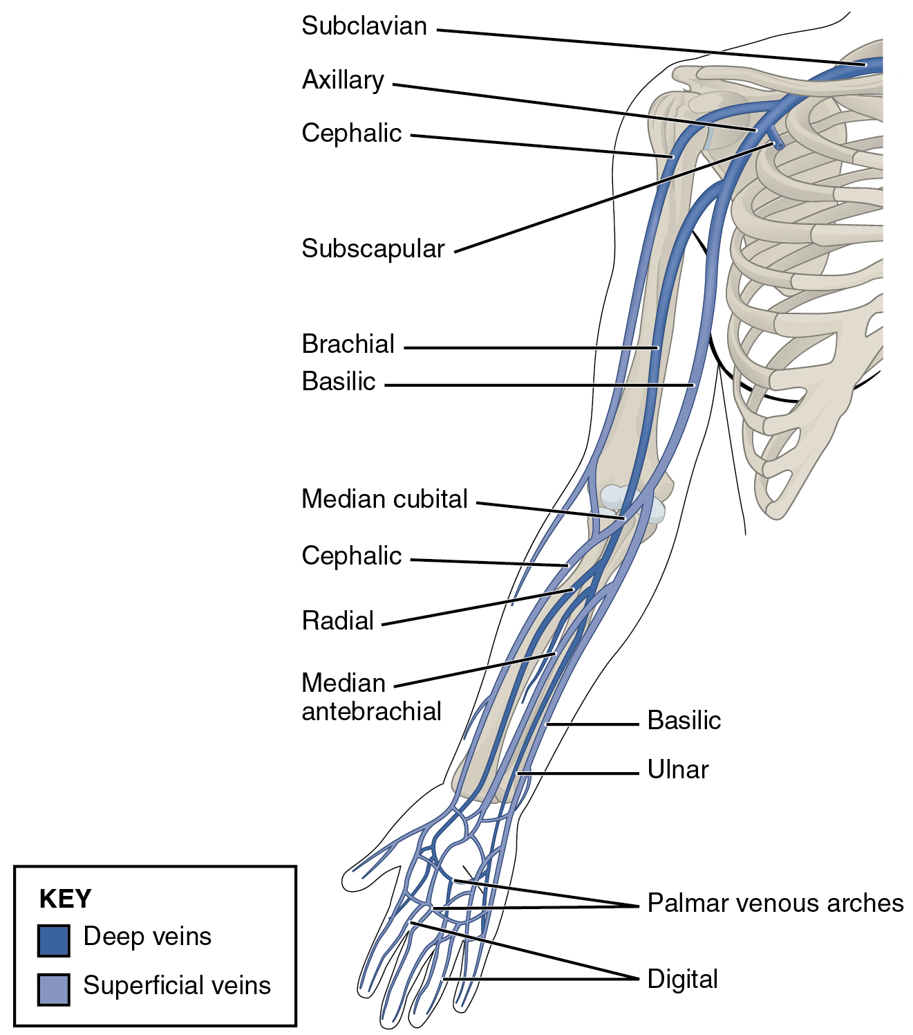 Diagram showing the veins of the upper extremity.