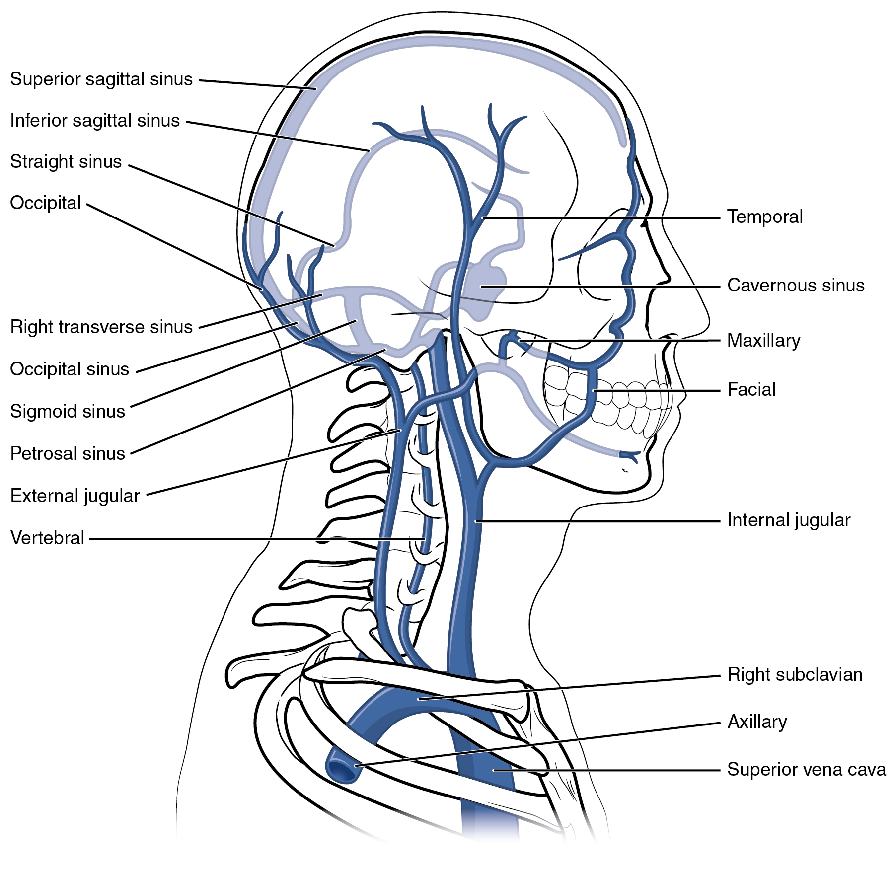 Diagram showing the veins of the head and neck.