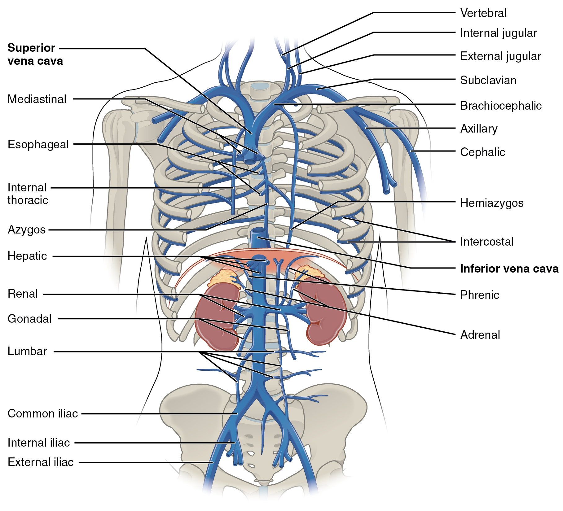 Diagram showing the veins of the trunk.