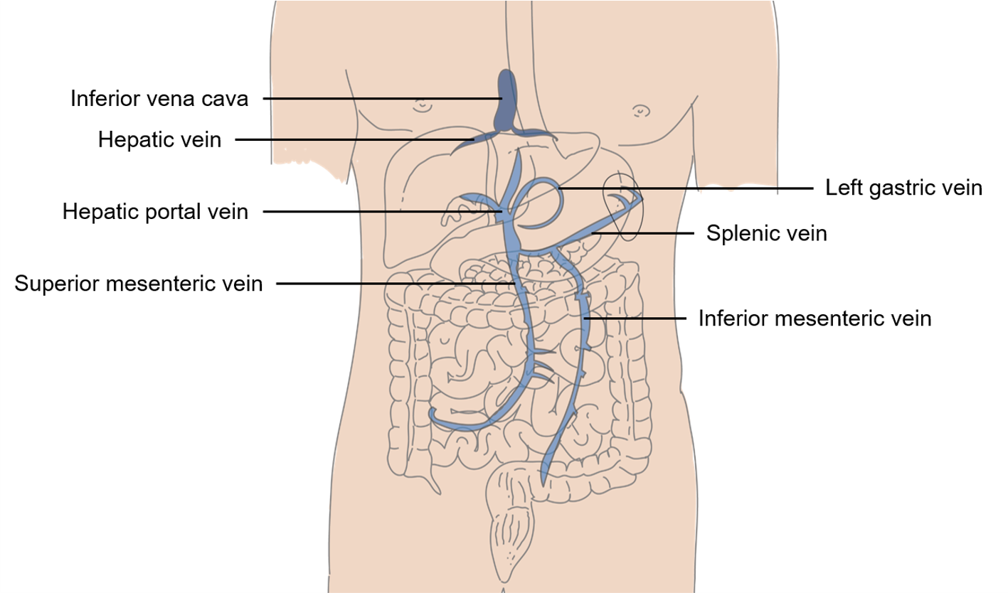 Diagram of the hepatic portal vein system.