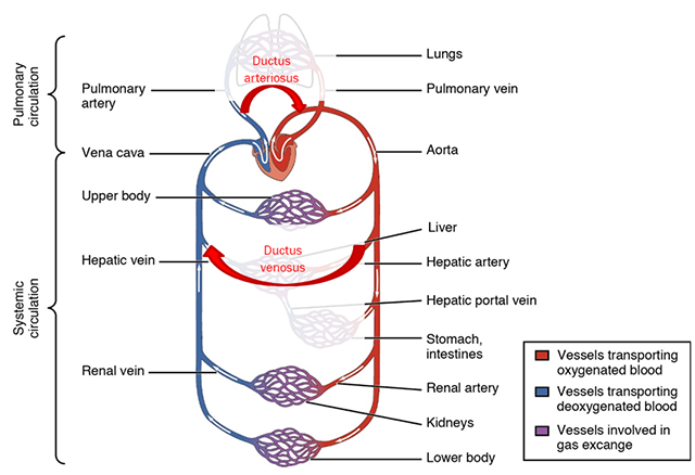 Diagram showing the systemic circuit in an adult.