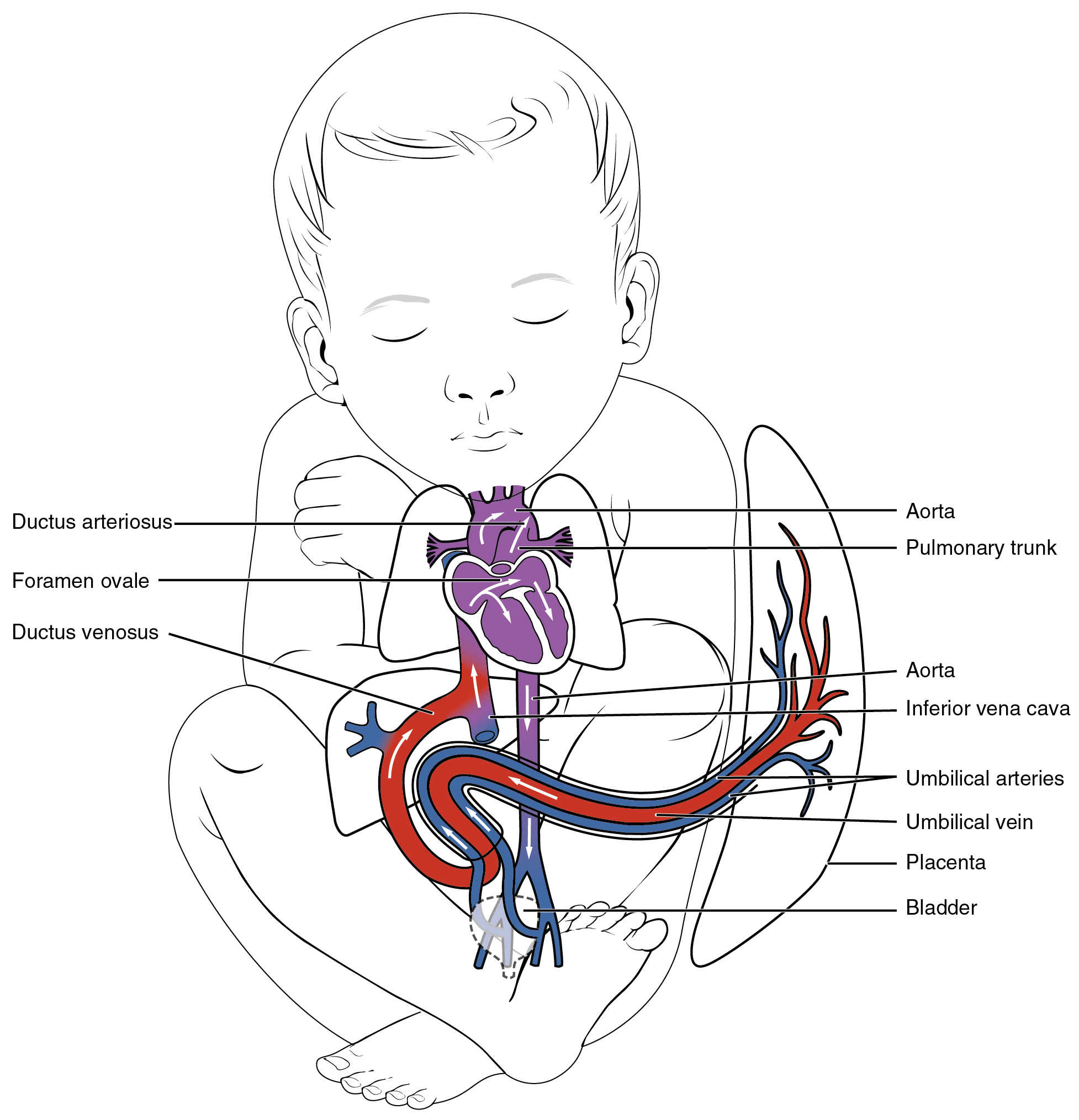 Diagram of the circulation of blood in a fetus.