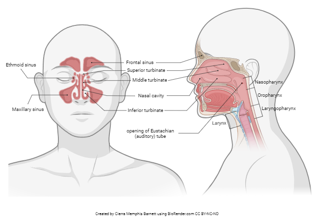 Diagram showing the anatomy of the nose and nasal sinuses.