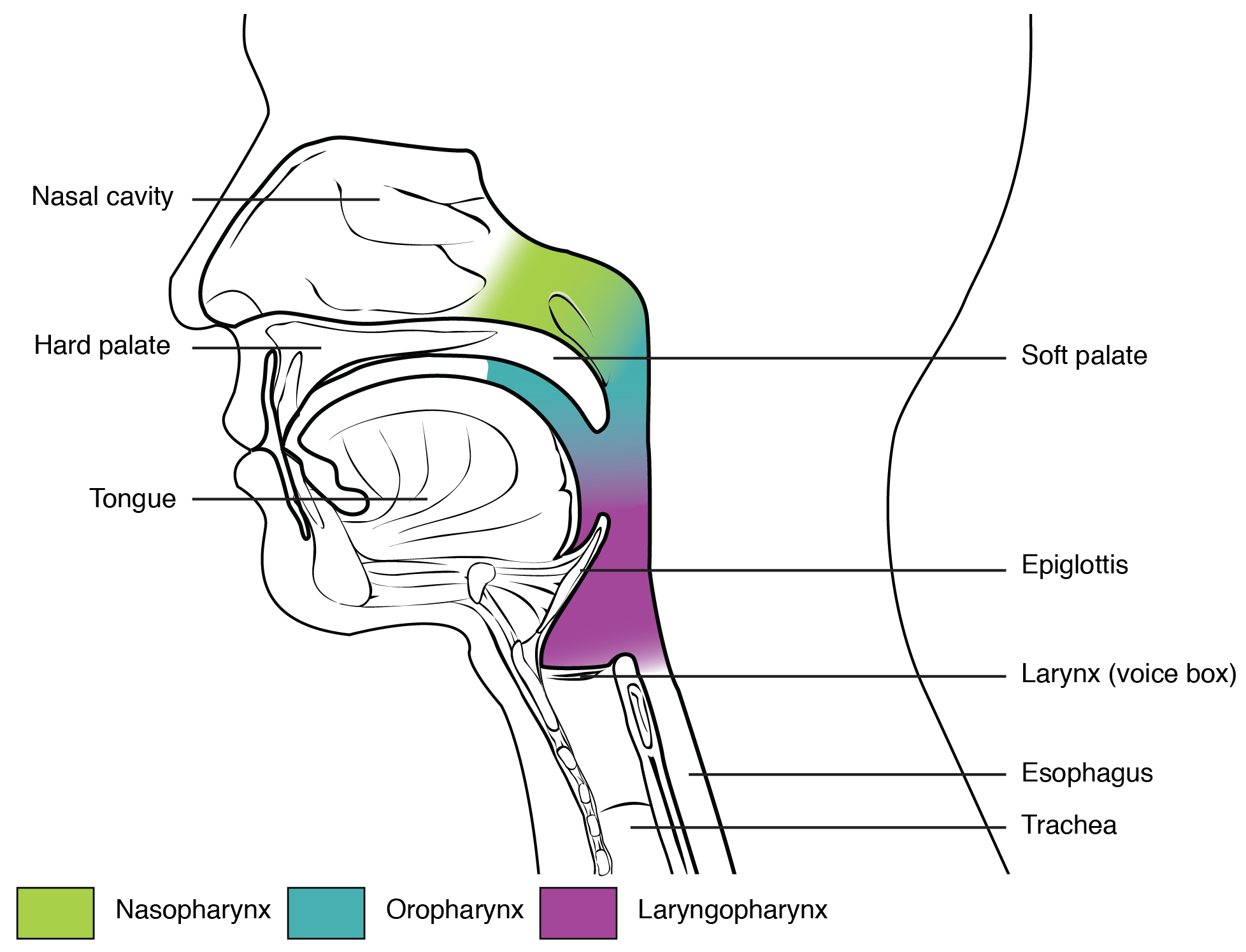 Diagram showing the divisions of the pharynx.