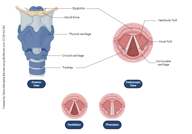 Diagram showing the anatomy of the larynx.