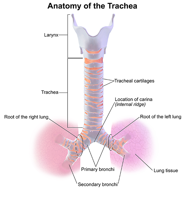 Diagram showing the anatomy of the trachea.