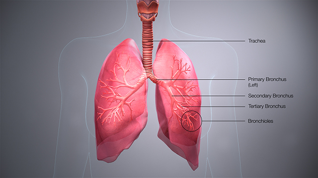 3D representation of the trachea and lungs.