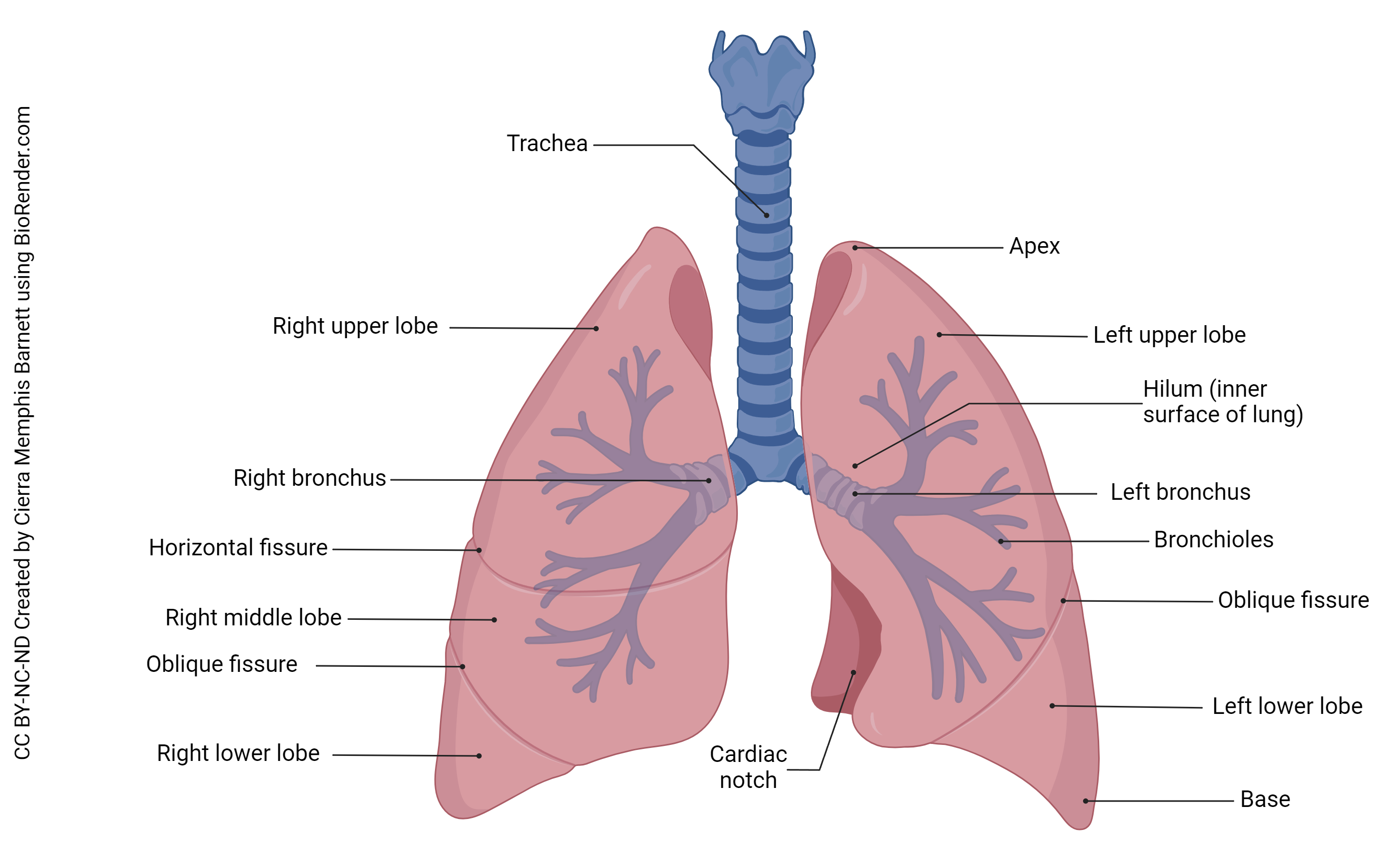 Diagram showing the anatomy of the lungs.