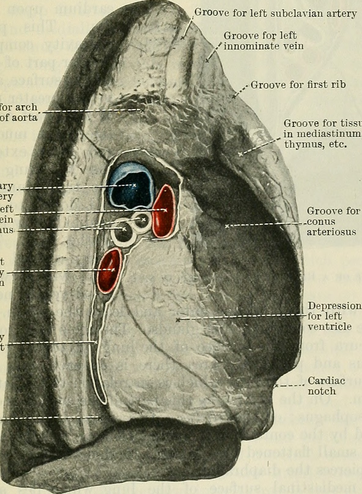 Diagram from an anatomical text showing the hilum of the lung