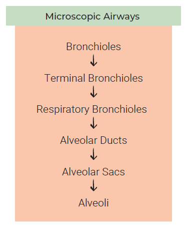 Diagram showing the pattern of air flow through the microscopic airways.