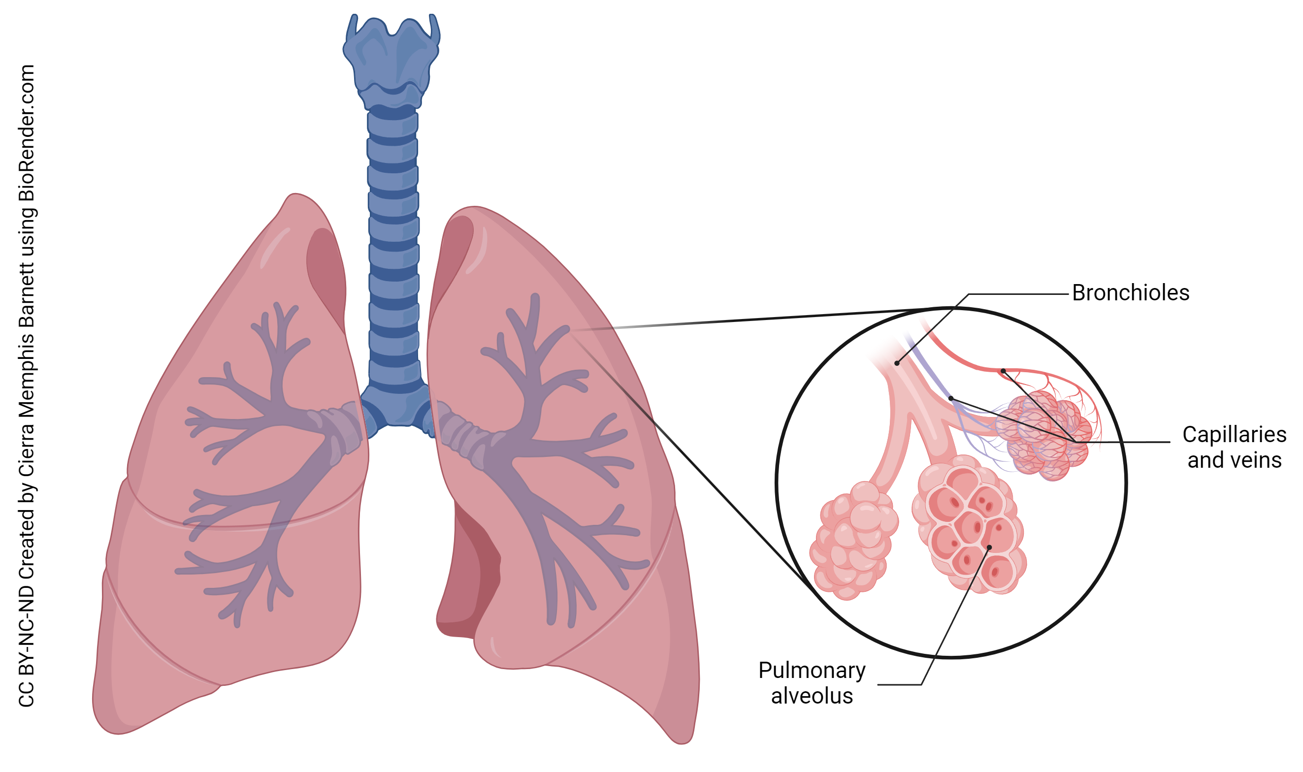 Diagram showing the alveoli of the lungs.