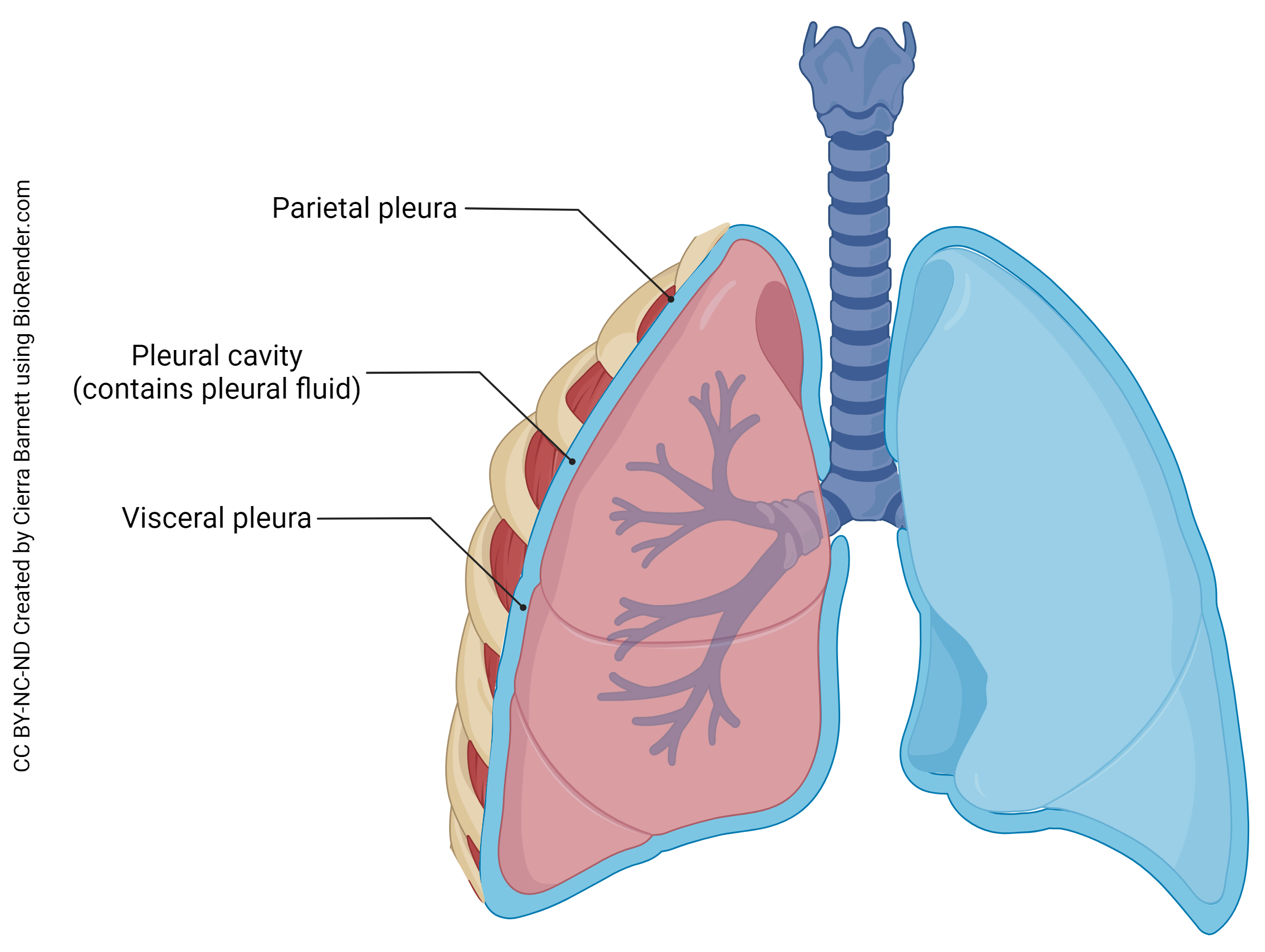 Diagram of the lung pleura.