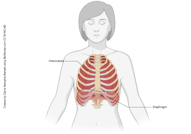 Diagram showing the diaphragm and intercostal muscles.