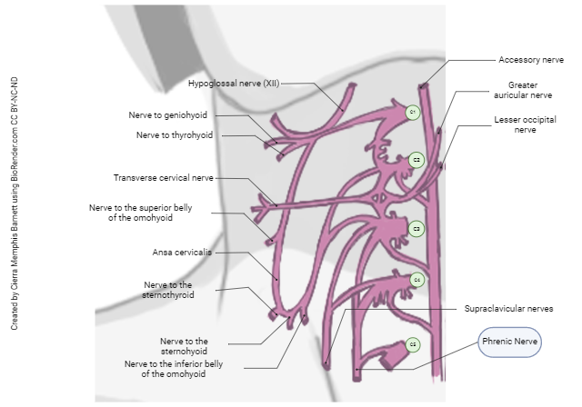 Diagram showing the origins of the phrenic nerve.