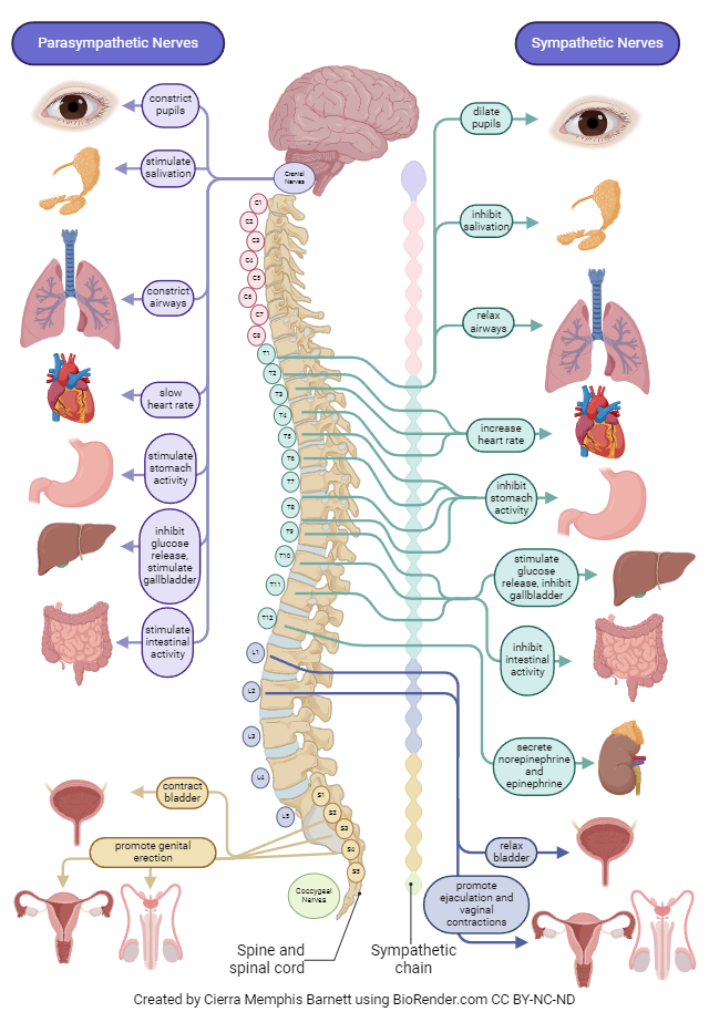 Diagram of the sympathetic and parasympathetic nervous systems.