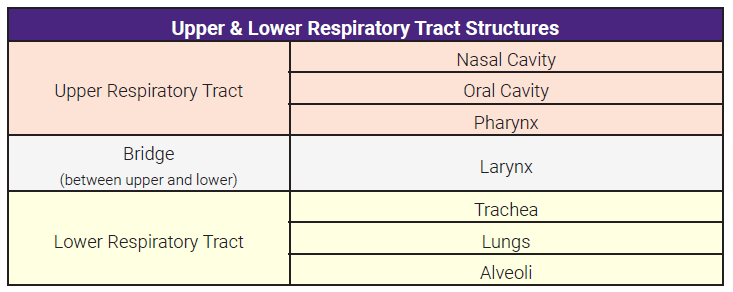 Table listing the structures of the upper and lower respiratory tracts.