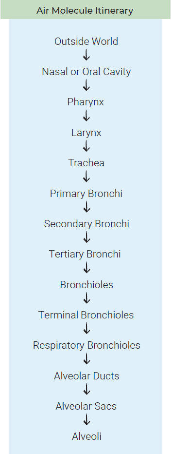 Flowchart listing the structures traversed by an air molecule entering the respiratory system.