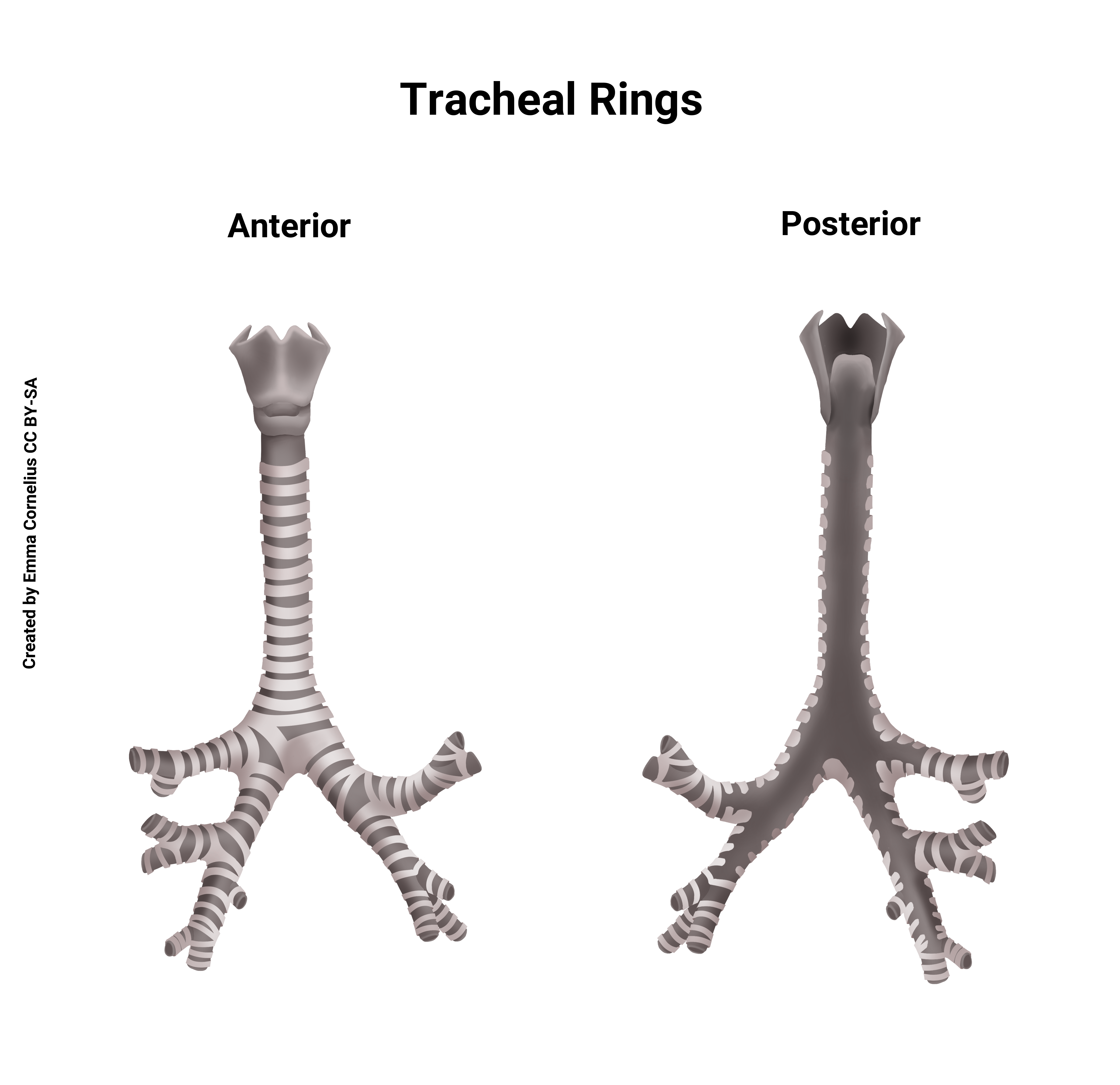 Diagram of the rings of cartilage supporting the trachea.