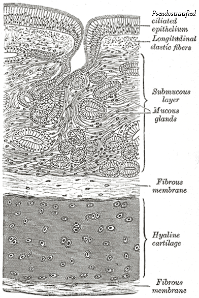 Pen and ink drawing from Gray's Anatomy showing the microscopic layers of the trachea.