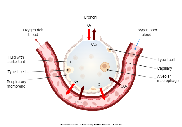 Diagram showing the structure of an alveolus.