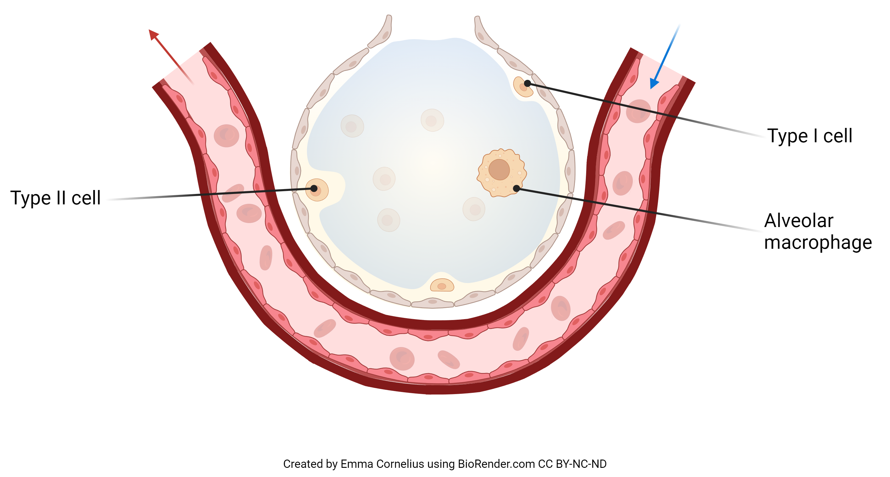 Diagram of an alveolus focusing on the cell types of the alveolus.