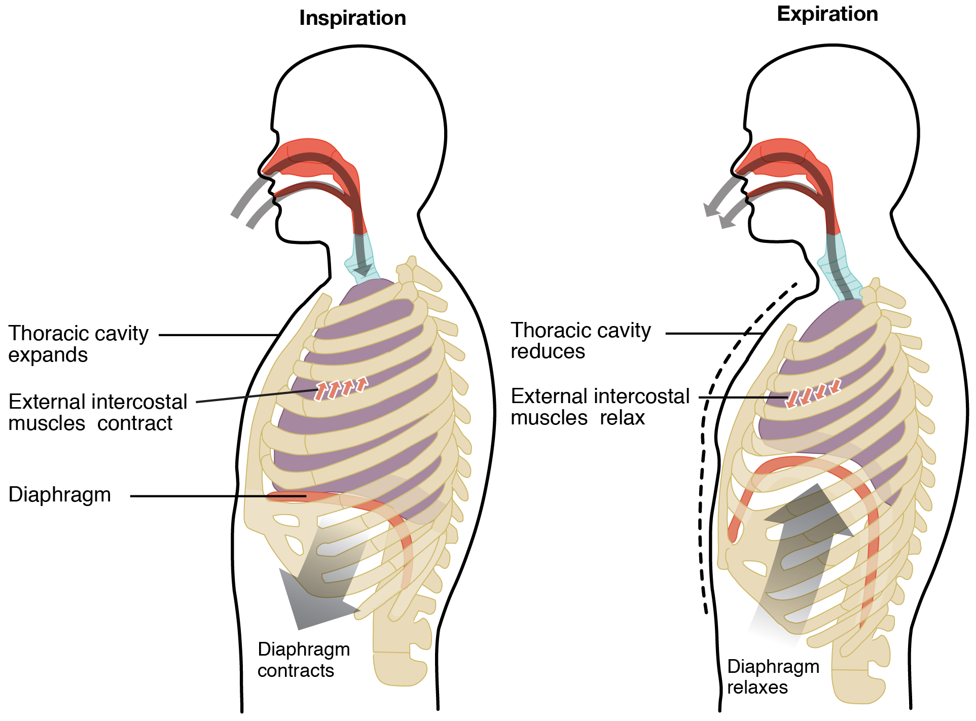 Diagram of the changes in volume and pressure in the thoracic cavity during inspiration and expiration.