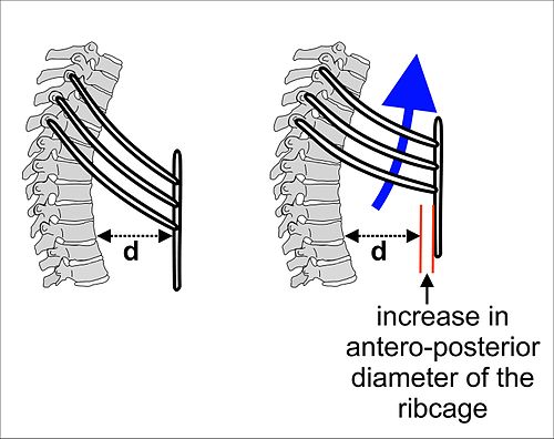 Illustration showing the pump handle action of the ribcase during inspiration.