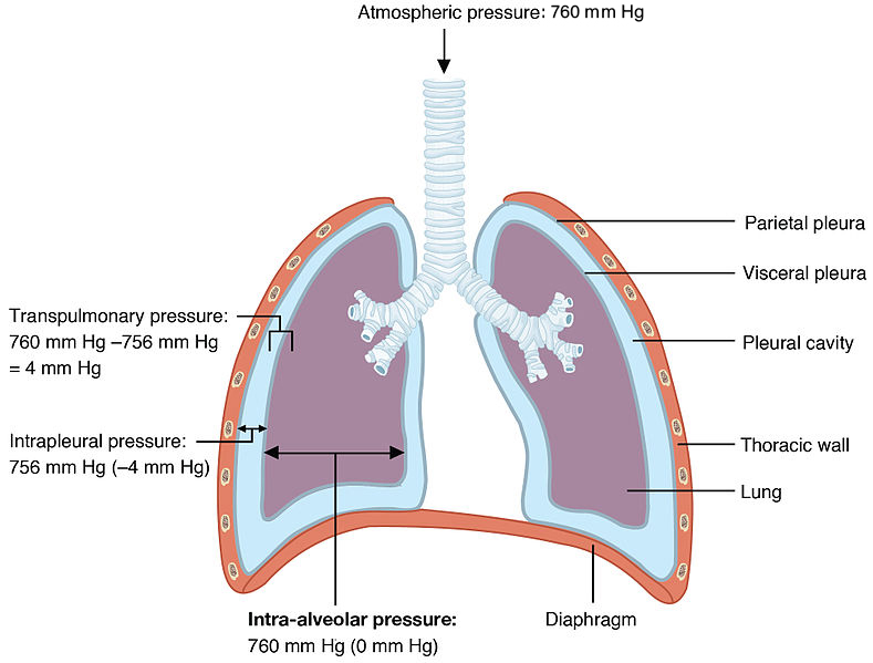 Diagram comparing the pressures in various parts of the thoracic cavity during breathing.